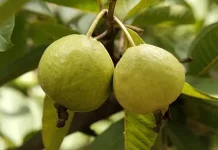 Ini Manfaat Jambu Biji untuk Kesehatan Tubuh